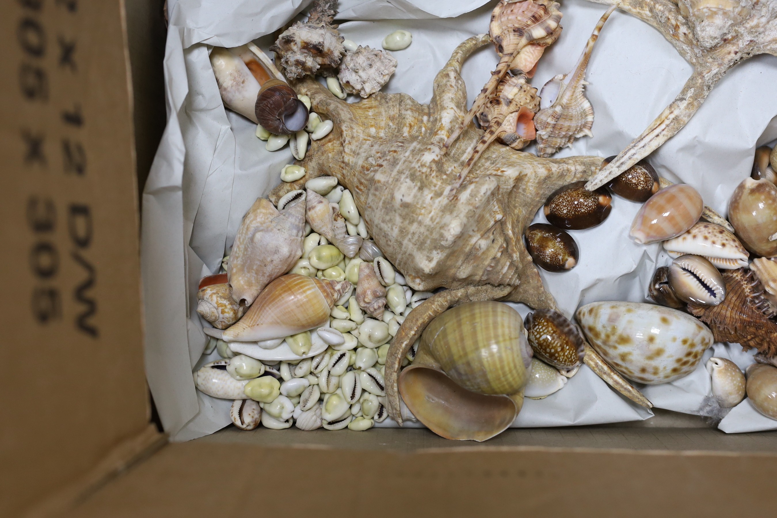 A selection of various seashell specimens
